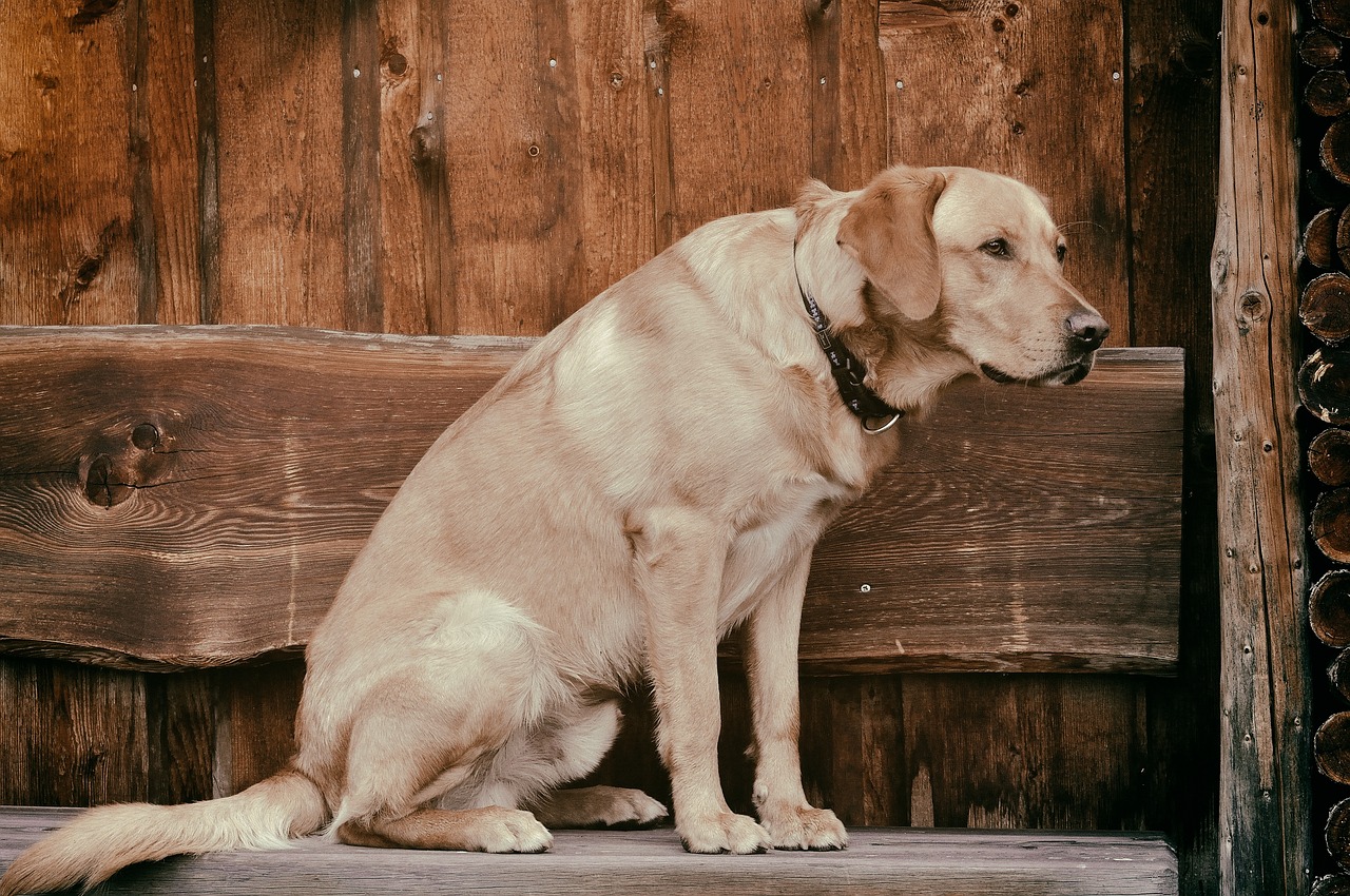 拉布拉多犬小七的借卵供卵低费用生的宝宝（拉布拉多犬小七的图片）